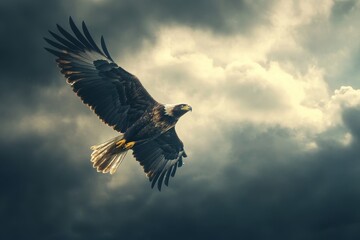 Obraz premium A majestic bald eagle soaring with outstretched wings against a dramatic, cloudy sky background