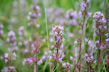 Wild Thymus serpyllum. Medicinal herb.Pink flowers of thyme grow in the field.