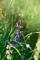Meadow sage, purple flowers on wild meadow. Salvia pratensis.
