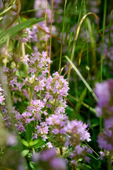 Wild Thymus serpyllum. Medicinal herb.Pink flowers of thyme grow in the field.