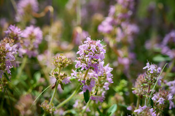 Wild Thymus serpyllum. Medicinal herb.Pink flowers of thyme grow in the field.
