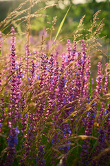 Obraz premium Purple sage flowers blooms in the summer meadow.
