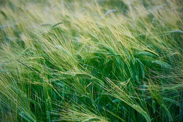 Green unripe barley(Hordeum vulgare) plantation in summer. Selective focus.
