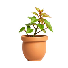 Obraz premium Small succulent plant with green leaves in terracotta pot, isolated on transparent background, minimalist houseplant design.