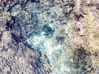 素晴らしいサンゴ礁をゆったり泳ぐ大きく美しいアオウミガメ（ウミガメ科）
英名学名：Green Turtle, Green Sea Turtle (Chelonia mydas)
沖縄県島尻郡慶良間諸島座間味島阿嘉島-2025/6/27
