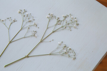 押し花のカスミソウ｜白背景のシンプルな花素材