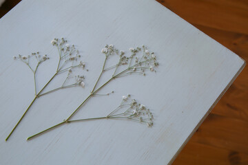 押し花のカスミソウ｜白背景のシンプルな花素材