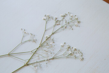 押し花のカスミソウ｜白背景のシンプルな花素材