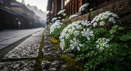 Misty morning in a Japanese village.  White flowers line a stone street
