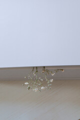 押し花のカスミソウ｜白背景のシンプルな花素材