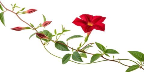Vibrant red dipladenia flower with green leaves and buds isolated on transparent background