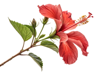 Vibrant red hibiscus flower blooming on a branch isolated on transparent background