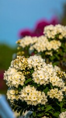 Close-up of white flowers