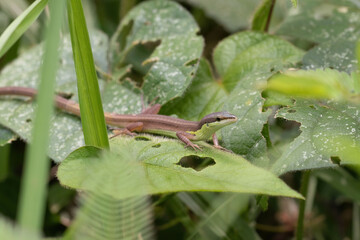 A Takydromus sexlineatus lizard on the rainforest floor of Cat Tien in Vietnam