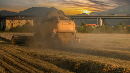 Fototapeta premium Combine harvester harvesting wheat in a field at sunset, near a highway bridge and residential buildings
