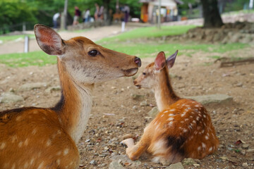 奈良公園でたたずむ鹿の姿