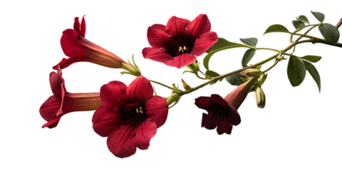Vibrant red trumpet shaped flowers on a vine isolated on transparent background