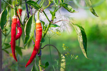 Pods of hot red pepper on the branches of a green bush