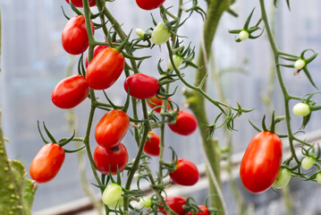 bunch of tomatoes are growing on a plant