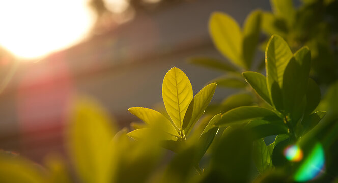 Green leaves with sunlight and lens flare in a close-up macro shot foliage plant