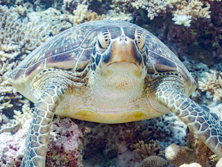 Fototapeta premium 素晴らしいサンゴ礁をゆったり泳ぐ大きく美しいアオウミガメ（ウミガメ科） 英名学名：Green Turtle, Green Sea Turtle (Chelonia mydas) 沖縄県島尻郡慶良間諸島座間味島阿嘉島-2025/6/27 