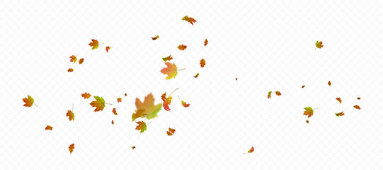 Falling autumn maple and oak leaves, colorful shades. Vector effect of wind and swirling leaves for decor, banners, posters and design projects on a white background.