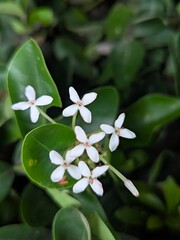 Delicate white flowers blooming on a green plant, a beautiful natural detail