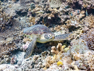 素晴らしいサンゴ礁をゆったり泳ぐ大きく美しいアオウミガメ（ウミガメ科）
英名学名：Green Turtle, Green Sea Turtle (Chelonia mydas)
沖縄県島尻郡慶良間諸島座間味島阿嘉島-2025/6/27
