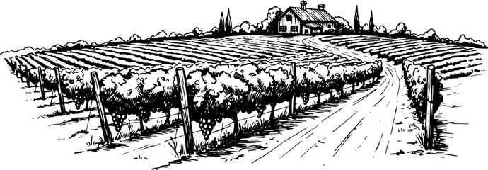 Hand drawn vineyard landscape. Isolated on white background. Vintage style vector illustration
