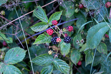Wild Blackberries at Different Ripening Stages in Forest Undergrowth