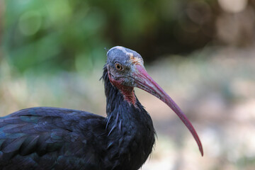 Portrait of a bald Ibis. Day at the bird park in Villars-les-Dombes, France