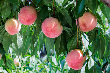 Fresh and sweet white peaches from a summer orchard.