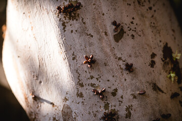 Beginning of jabuticaba flowering, first jabuticaba flowers growing on a jabuticabeira tree, macro photo