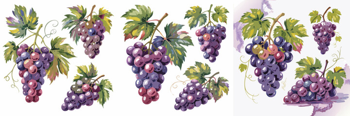 Fototapeta premium WatercolorStyle Illustration of Multiple Bunches of Fresh Grapes with Leaves on White Background
