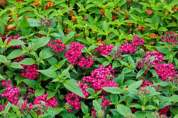 Beautiful blooming red pentas flowers in the summer garden.