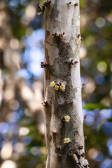 Beginning of jabuticaba flowering, first jabuticaba flowers growing on a jabuticabeira tree, macro photo