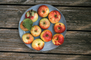 Fresh Organic Apples in August Morning Light