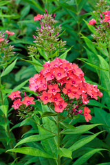 Red phlox flowers blooming in a summer garden.