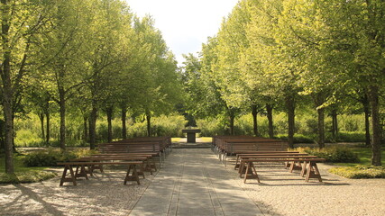 A beautiful wedding altar with trees