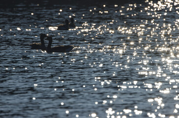 silhouette gray geese couple surrounded by twinkling stars and a dark blue background, gray geese...
