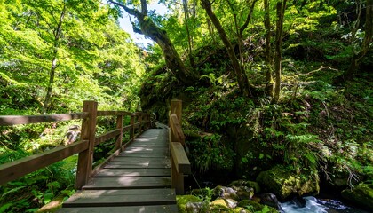 Wooden path through lush green forest