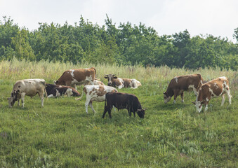 A herd of cows are grazing in a field