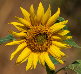 Naklejka premium A yellow sunflower with brown leaves