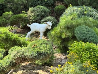 white sheep