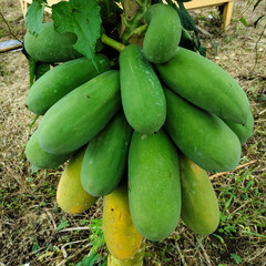 A bunch of papayas hanging from a tree, with some fruits turning yellow as they ripen while others...