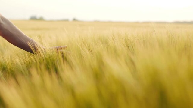 Wheat seed and hand in Feed Crops Seeds, for concept agriculture presentation ads