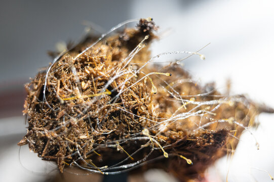Mucor mold spores close-up