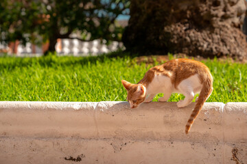 brown and white cat with yellow eyes in a garden