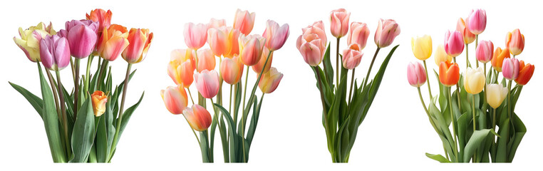 Obraz premium Vibrant tulips in colorful arrangements