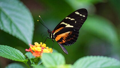 Obraz premium Close-up of a butterfly on a flower (3)